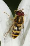 Syrphus ribesii