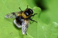 Volucella bombylans