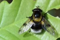 Volucella bombylans