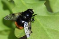 Volucella bombylans
