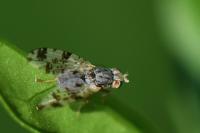 Tephritis hyoscyami