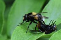 Volucella bombylans