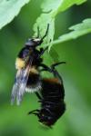 Volucella bombylans