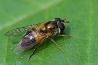 Epistrophe eligans