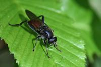 Brachypalpoides lentus