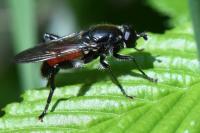 Brachypalpoides lentus