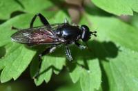 Brachypalpoides lentus