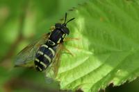 Chrysotoxum festivum