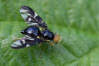 Euleia heraclei