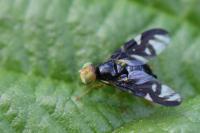 Euleia heraclei