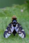 Euleia heraclei