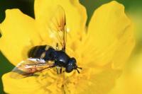 Pipiza noctiluca