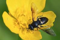 Pipiza noctiluca