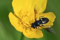 Pipiza noctiluca