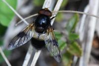 Volucella pellucens
