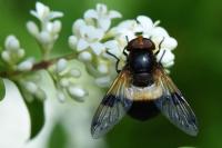 Volucella pellucens