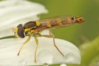 Sphaerophoria scripta