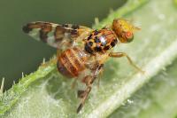 Goniglossum wiedemanni