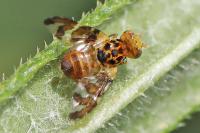 Goniglossum wiedemanni