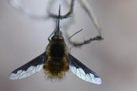 Bombylius major