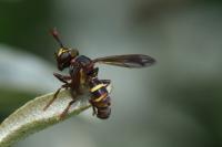 Conops vesicularis