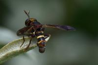 Conops vesicularis