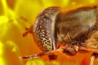 Eristalinus aeneus