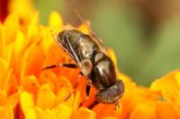 Eristalinus aeneus
