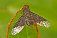 Hemipenthes morio