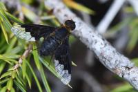 Hemipenthes morio