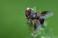 Ectophasia crassipennis
