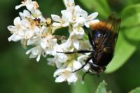 Volucella bombylans