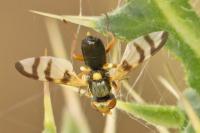 Urophora solstitialis