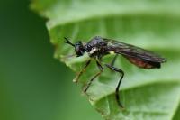 Dioctria hyalipennis