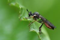 Dioctria hyalipennis