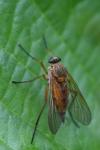 Rhagio tringarius