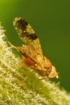 Tephritis bardanae