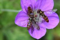Episyrphus balteatus