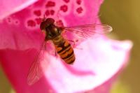 Episyrphus balteatus