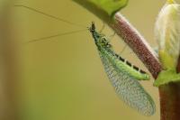 Chrysopa perla