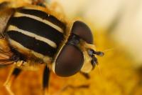 Helophilus pendulus