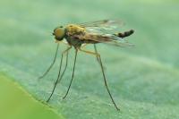 Chrysopilus asiliformis