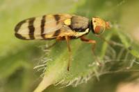 Urophora solstitialis