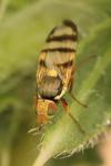 Urophora solstitialis