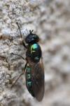 Chloromyia formosa