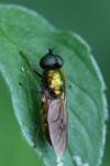 Chloromyia formosa