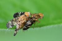 Oxyna flavipennis
