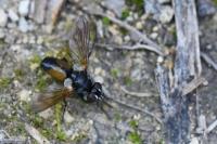 Hemyda vittata