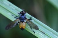 Hemyda obscuripennis
