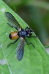 Hemyda obscuripennis